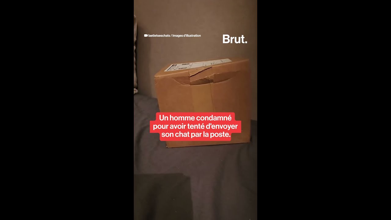 Un homme condamné pour avoir tenté d'envoyer son chat par la poste.